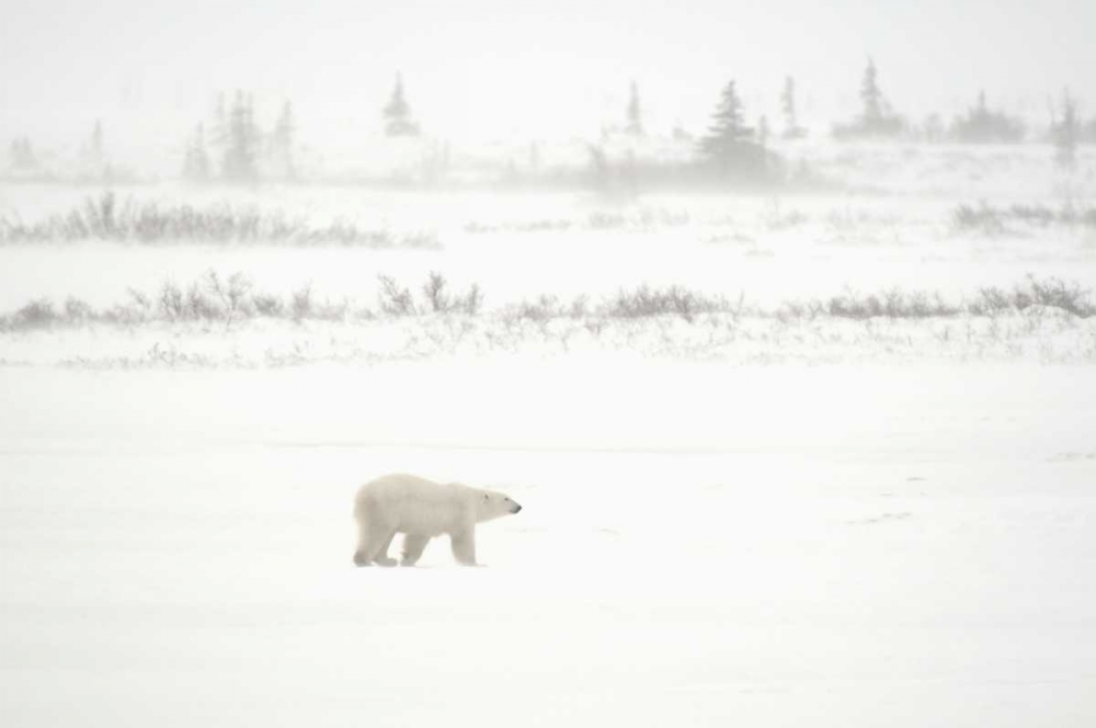 Canada, Churchill Polar bear walking on tundra art print by Mike Grandmaison for $57.95 CAD